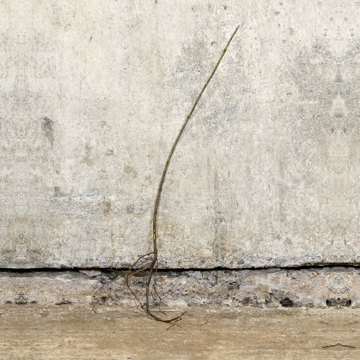 Elder 40-60cm bare root – photo 2