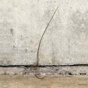 Elder 40-60cm bare root – photo 2