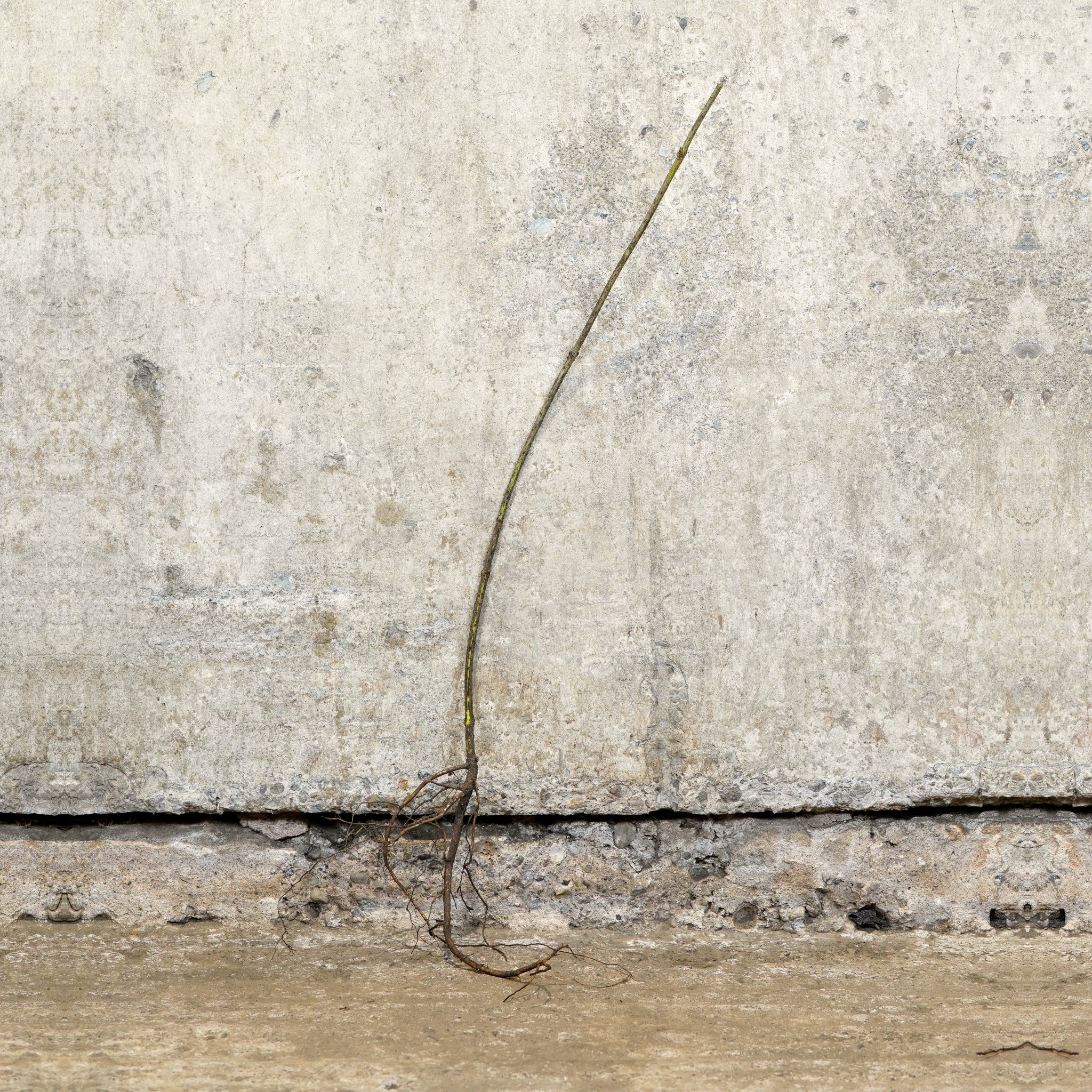 Elder 40-60cm bare root