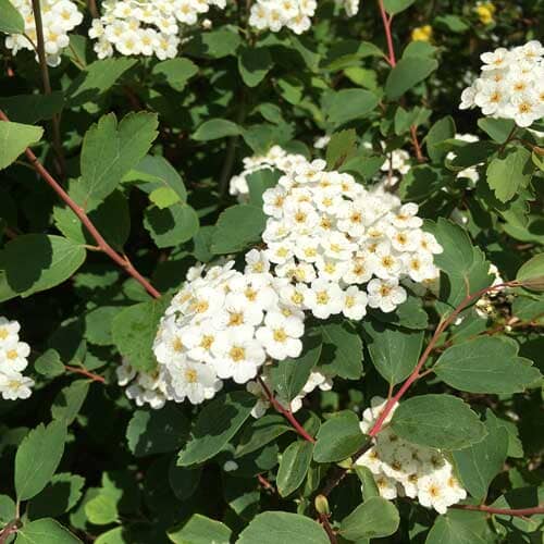 Spiraea nipponica 'Snowmound' pot grown flowering shrub.