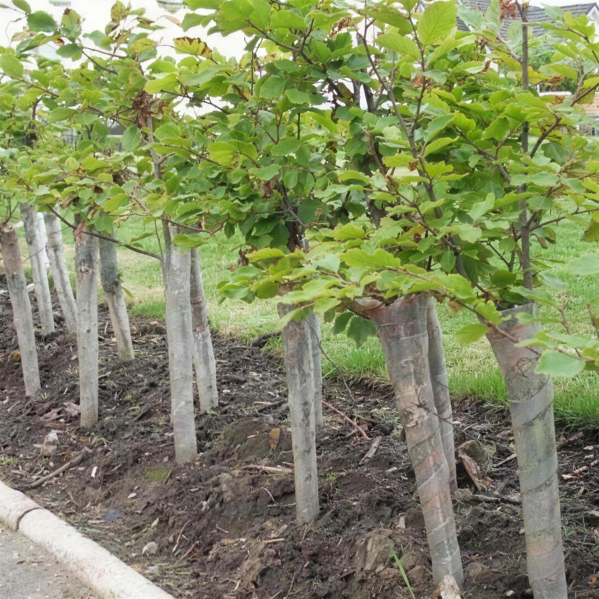 Tree guard protectors 45cm trunk protection.