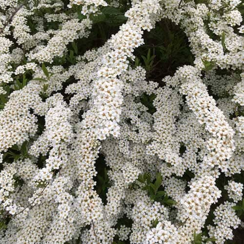 Spiraea arguta 'Bridal Wreath' pot grown deciduous shrub. – photo 2
