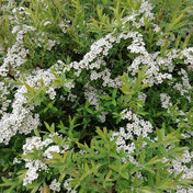 Spiraea arguta 'Bridal Wreath' pot grown deciduous shrub.