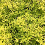 Spiraea japonica 'Goldflame' pot grown dwarf deciduous shrub.