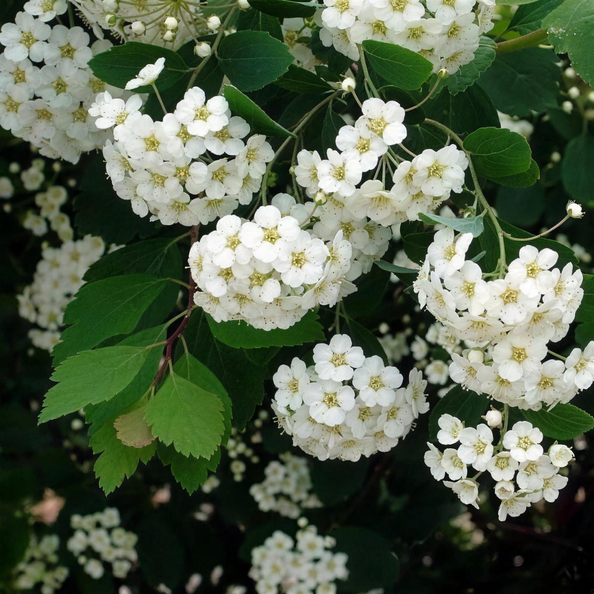 Spiraea x vanhouttei (Bridal Wreath) 3L pot grown deciduous shrub.