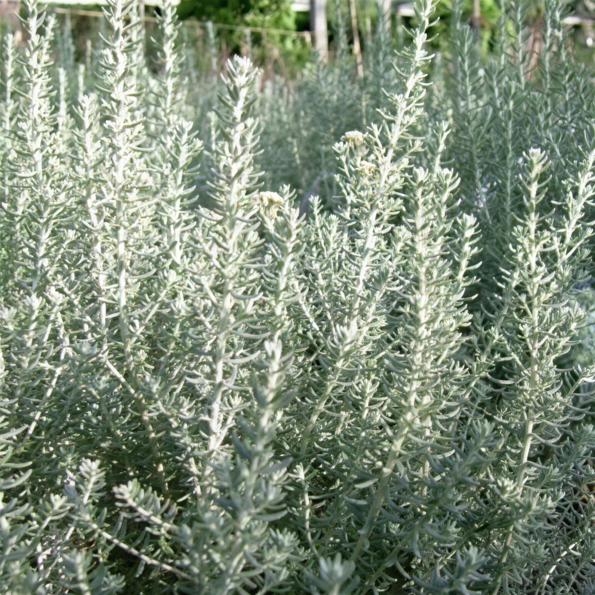 Ozothamnus 'Sussex Silver' pot grown evergreen shrub.