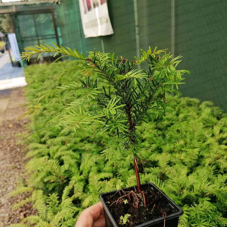 Taxus baccata (English Yew) 20-30cm pot grown hedging plant.