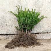 Taxus baccata (English Yew) 20–40cm bare root plants.