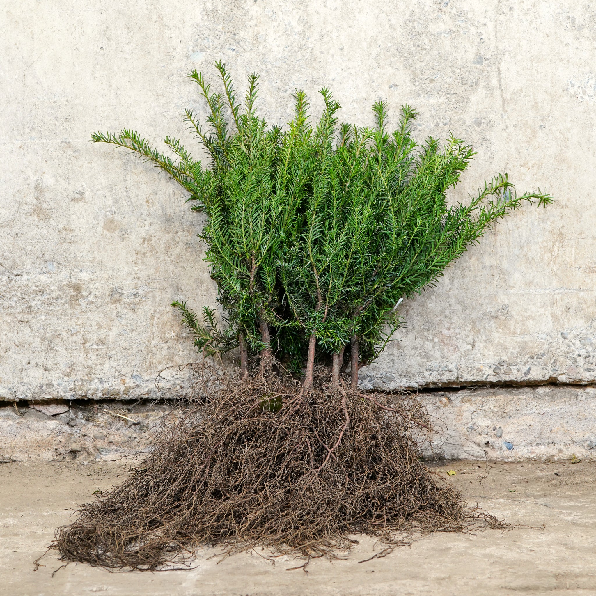 Taxus baccata (English Yew) 20–40cm bare root plants.