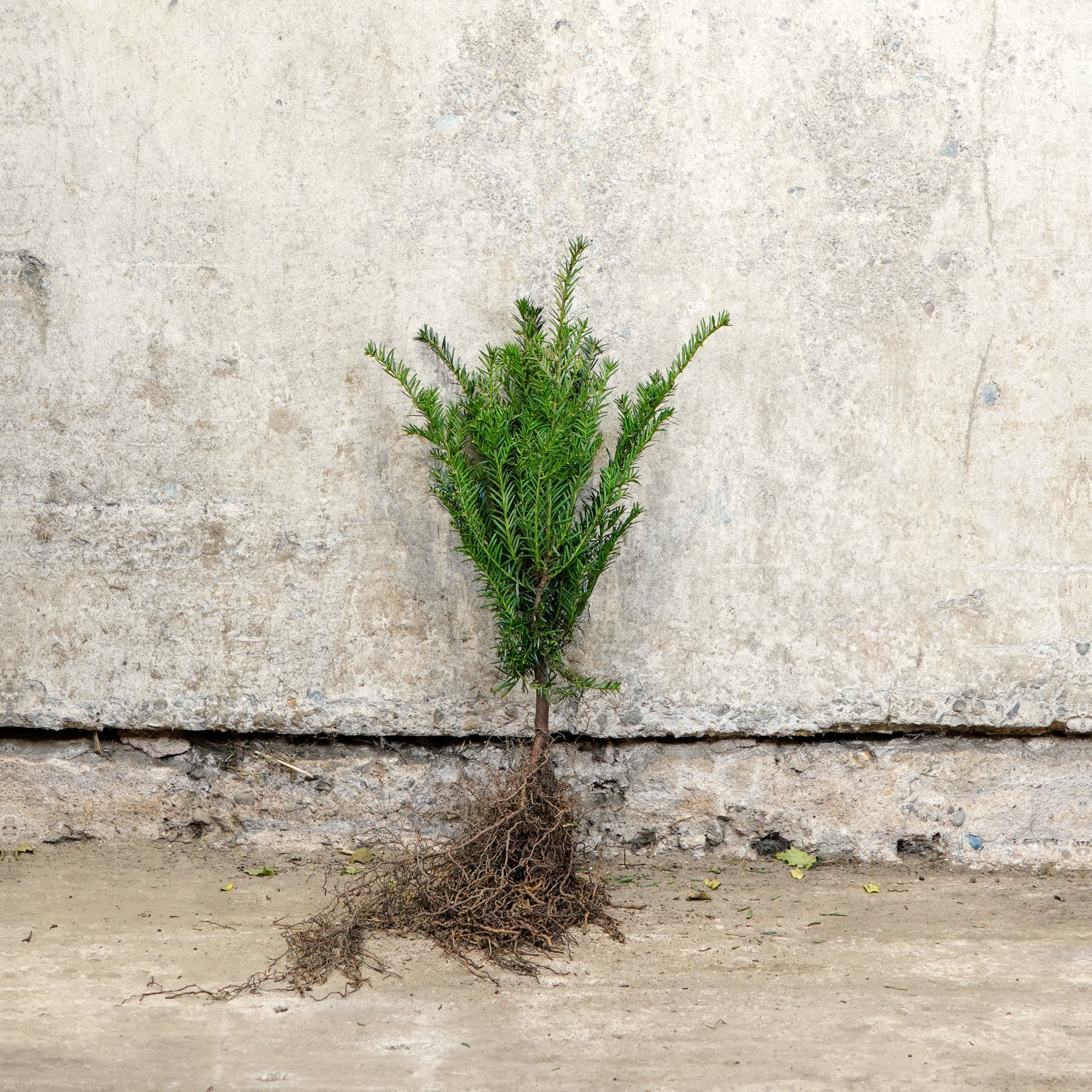 English Yew bare root 20-40cm hedging