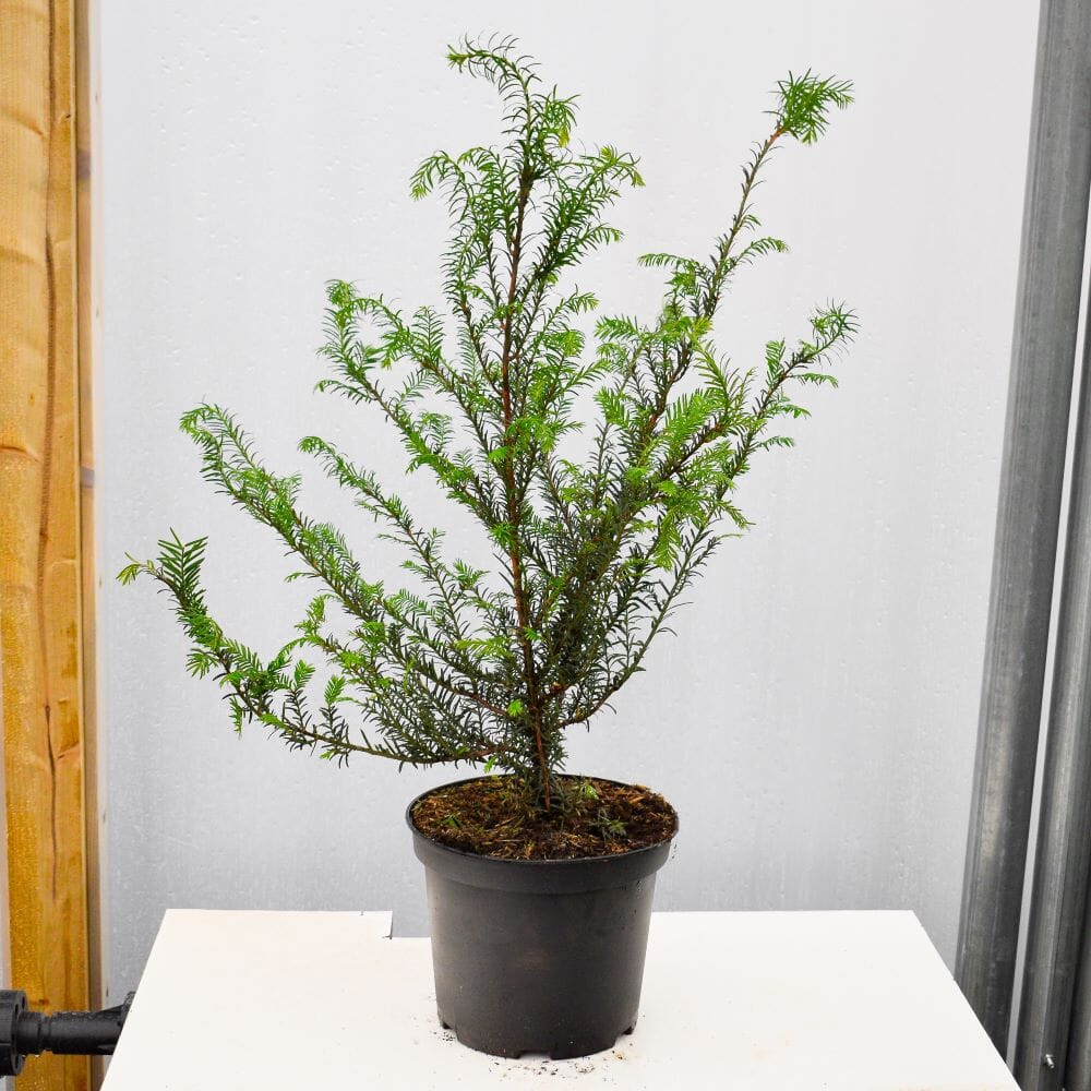 Taxus baccata (English yew) 40-60cm pot grown hedge plant.