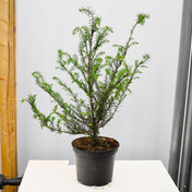 Taxus baccata (English yew) 40-60cm pot grown hedge plant.