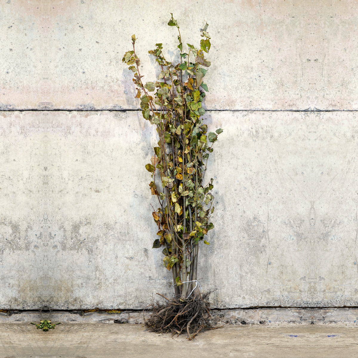 Tilia cordata bare root lime tree 150-175cm