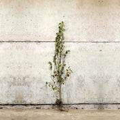 Tilia cordata bare root lime tree 150-175cm – photo 2