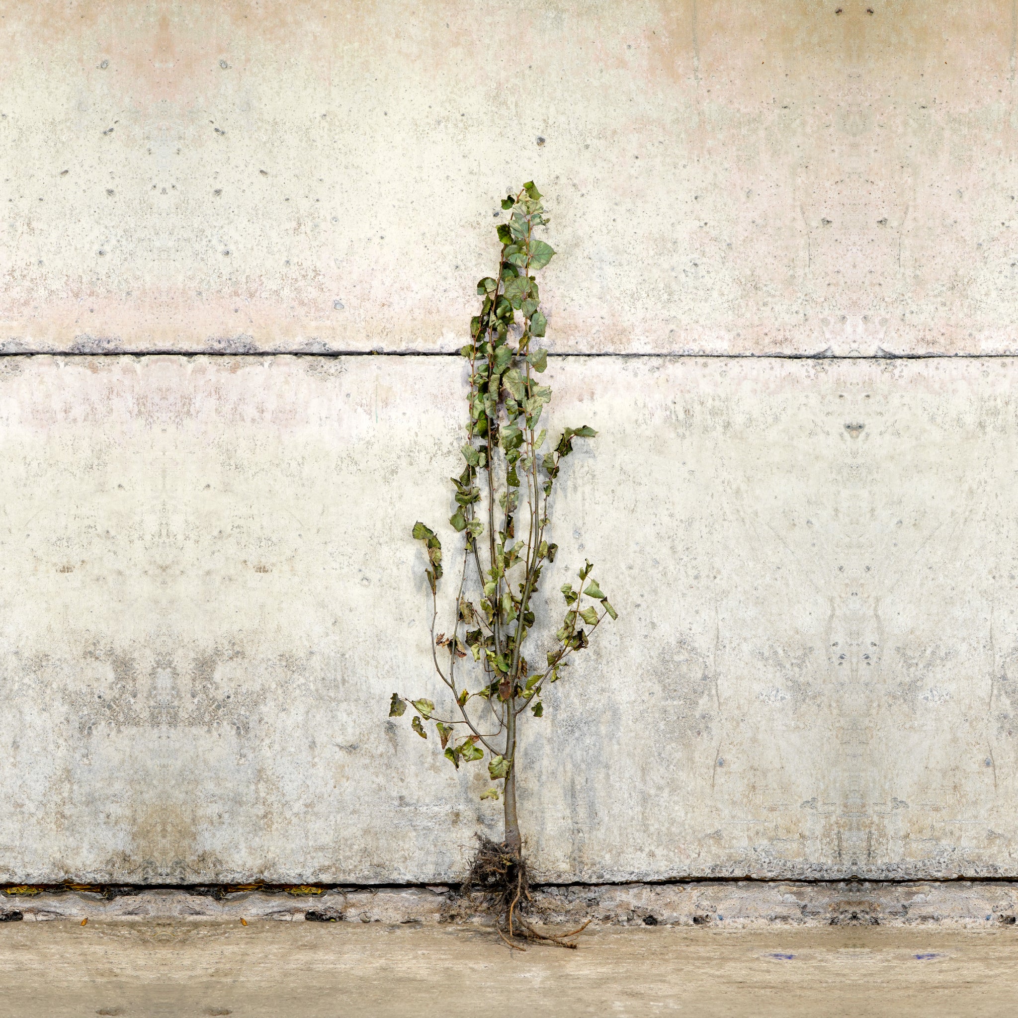 Tilia cordata bare root lime tree 150-175cm
