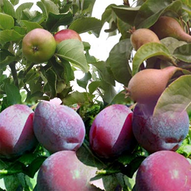 Three Fruit Tree Mix
