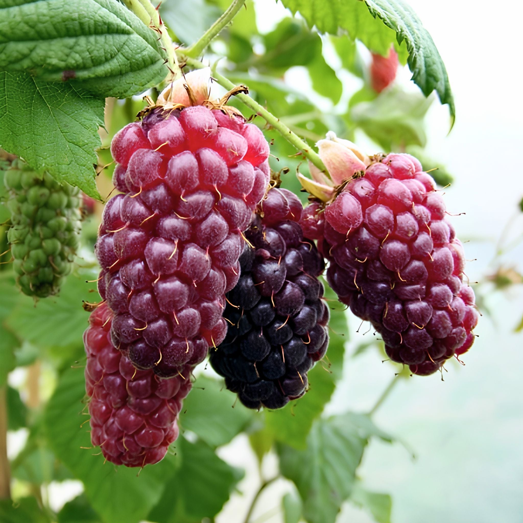 Rubus fruticosus (tayberry) pot grown fruit bush.