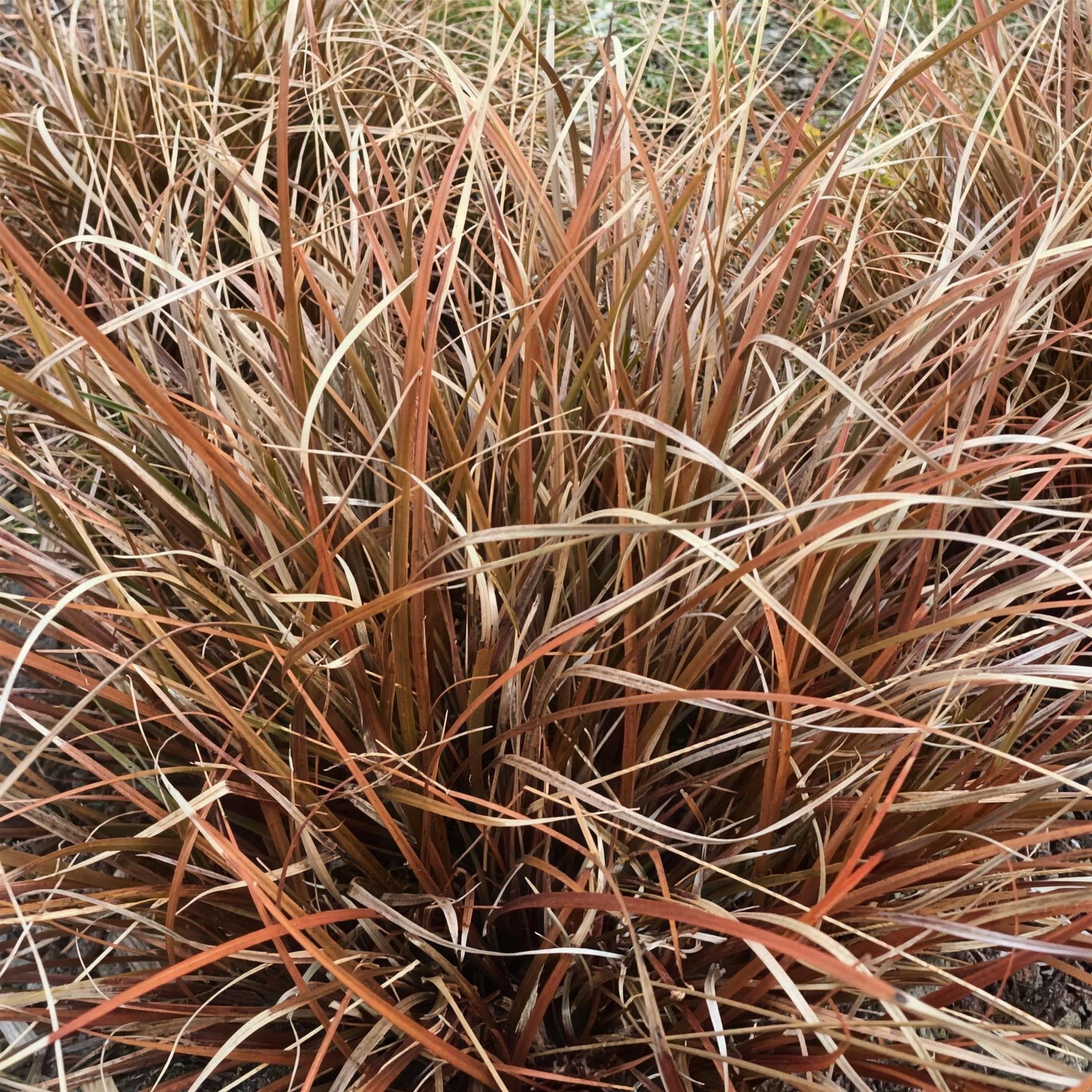 Uncinia rubra 'Red Hook Sedge' pot grown ornamental grass.