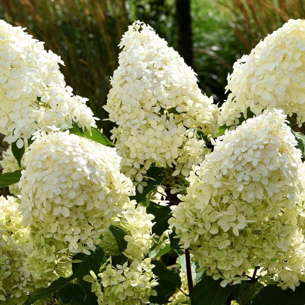 Hydrangea paniculata 'Phantom' (Hydrangea) 3L pot grown shrub.