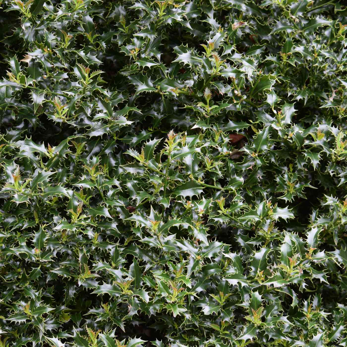 Ilex aquifolium (English holly) 20/30cm pot grown hedge plant.