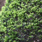 Ilex crenata (Japanese holly) 60/90cm pot grown hedge plant.