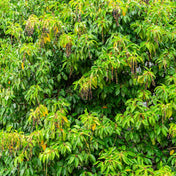Prunus lusitanica (Portuguese Laurel) 20-30cm pot grown hedge plant.