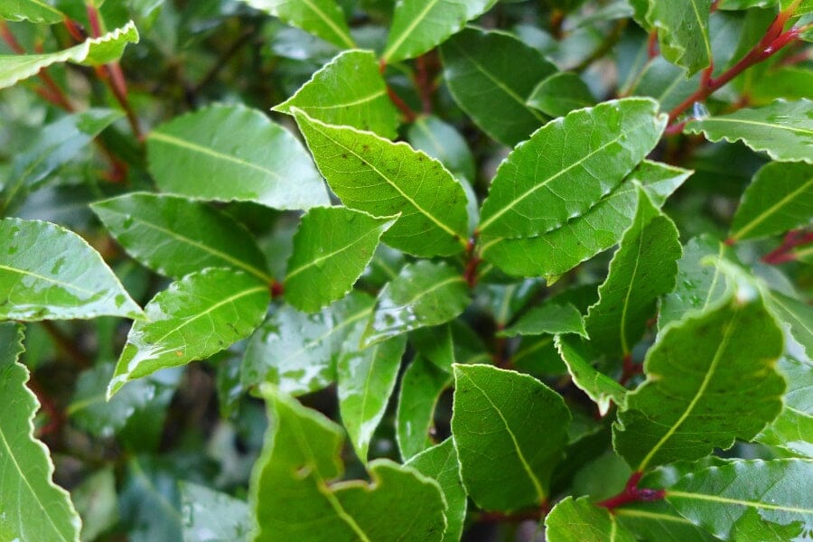 Prunus laurocerasus (Cherry Laurel) 100-125cm pot grown hedging plant.