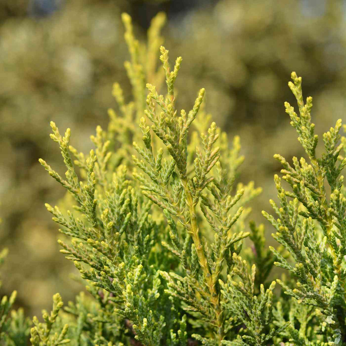 Cupressocyparis leylandii 'Castlewellan Gold' 90-120cm pot grown hedge plant.