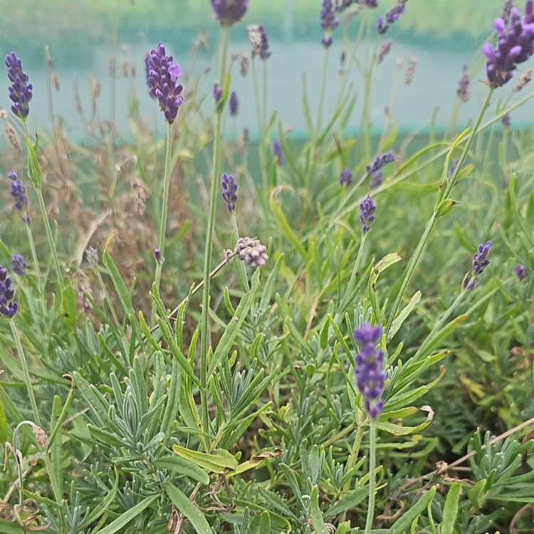 Lavandula angustifolia 'Hidcote' (English lavender) 5L pot plant 30-40cm.
