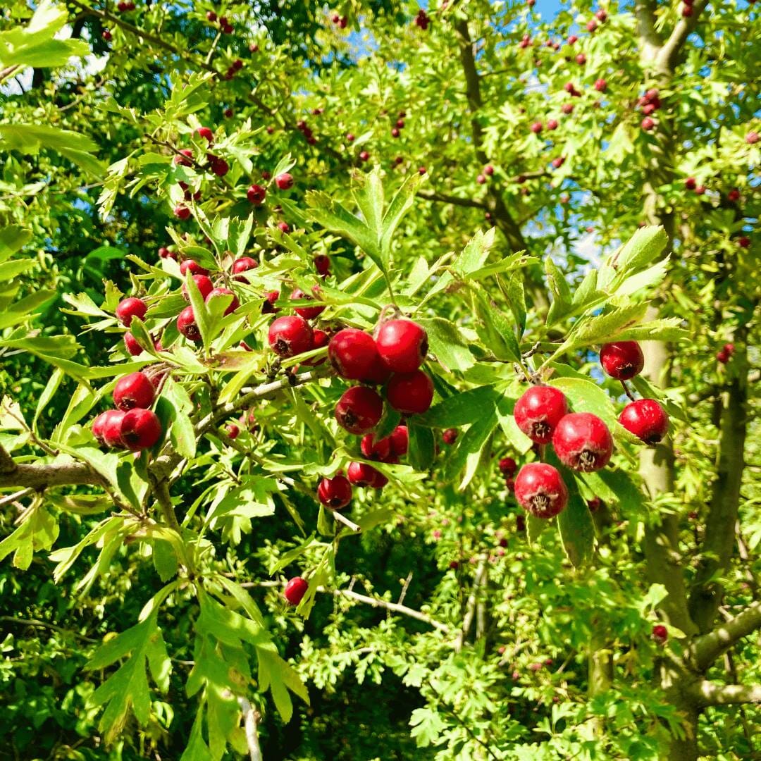 Crataegus monogyna (Hawthorn) 40-60cm pot grown hedge plant.