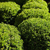 Ilex crenata (Japanese holly) 40-45cm 12L pot grown topiary balls.