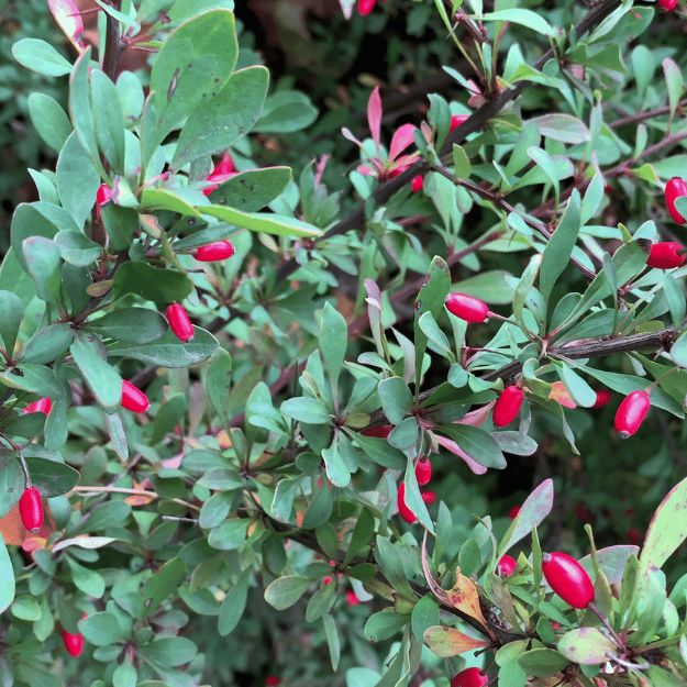 Berberis thunbergii (Green) 60-90cm pot grown hedging.