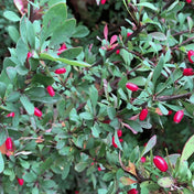 Berberis thunbergii (Green) 60-90cm pot grown hedging.