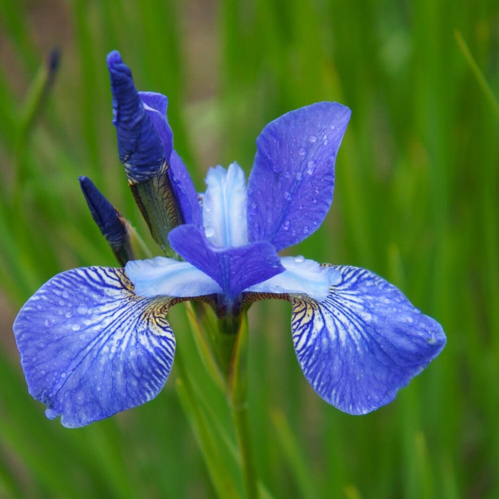 Iris sibirica 'Blue King' perennial 20/30cm pot grown plant.