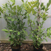 Prunus laurocerasus (Cherry Laurel) 120-150cm pot grown hedge plant.