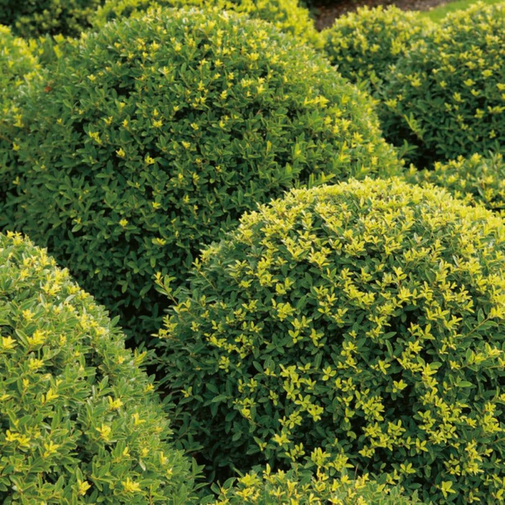Ilex crenata (Japanese holly) 30cm topiary ball pot grown shrub.