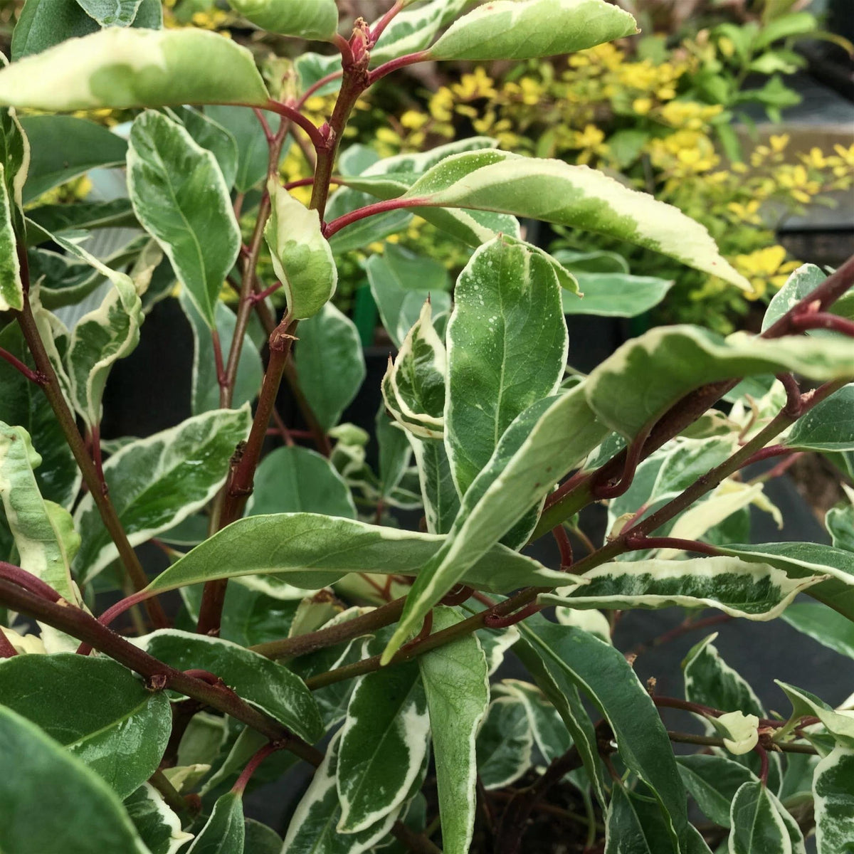 Prunus lusitanica 'Variegata' (Portuguese Laurel) 40cm pot grown hedge plant.