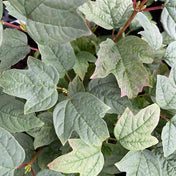 Viburnum opulus 'Compactum' pot grown deciduous shrub.