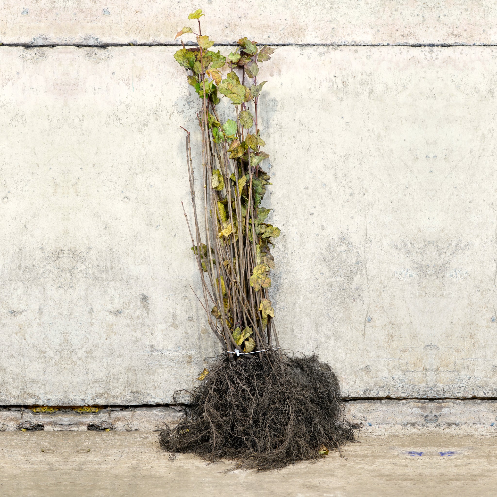 Guelder Rose 100-125cm bare root