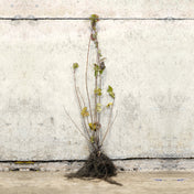 Guelder Rose 100-125cm bare root – photo 2