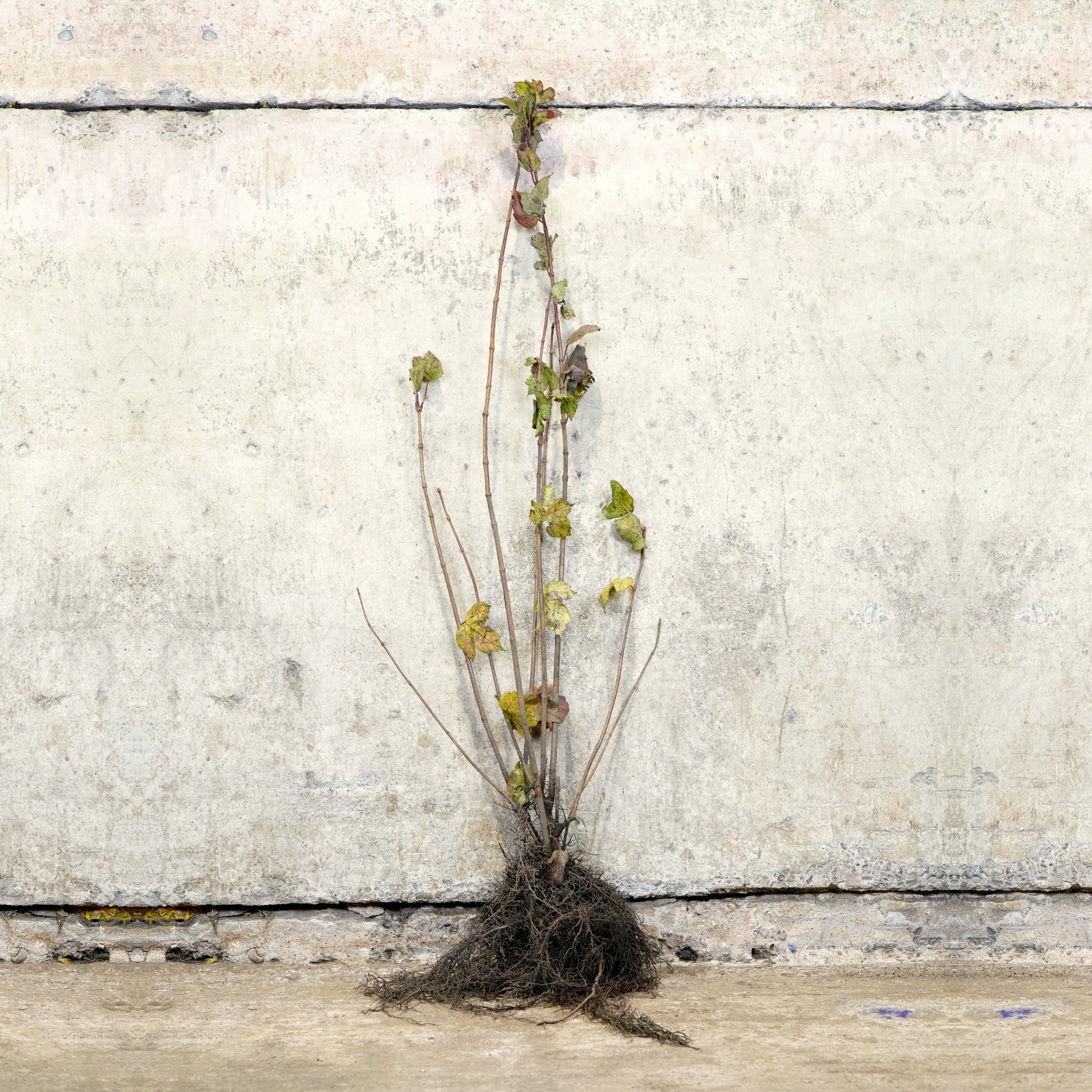 Guelder Rose 100-125cm bare root