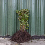 Viburnum opulus (Guelder Rose) 40/60cm bare root.
