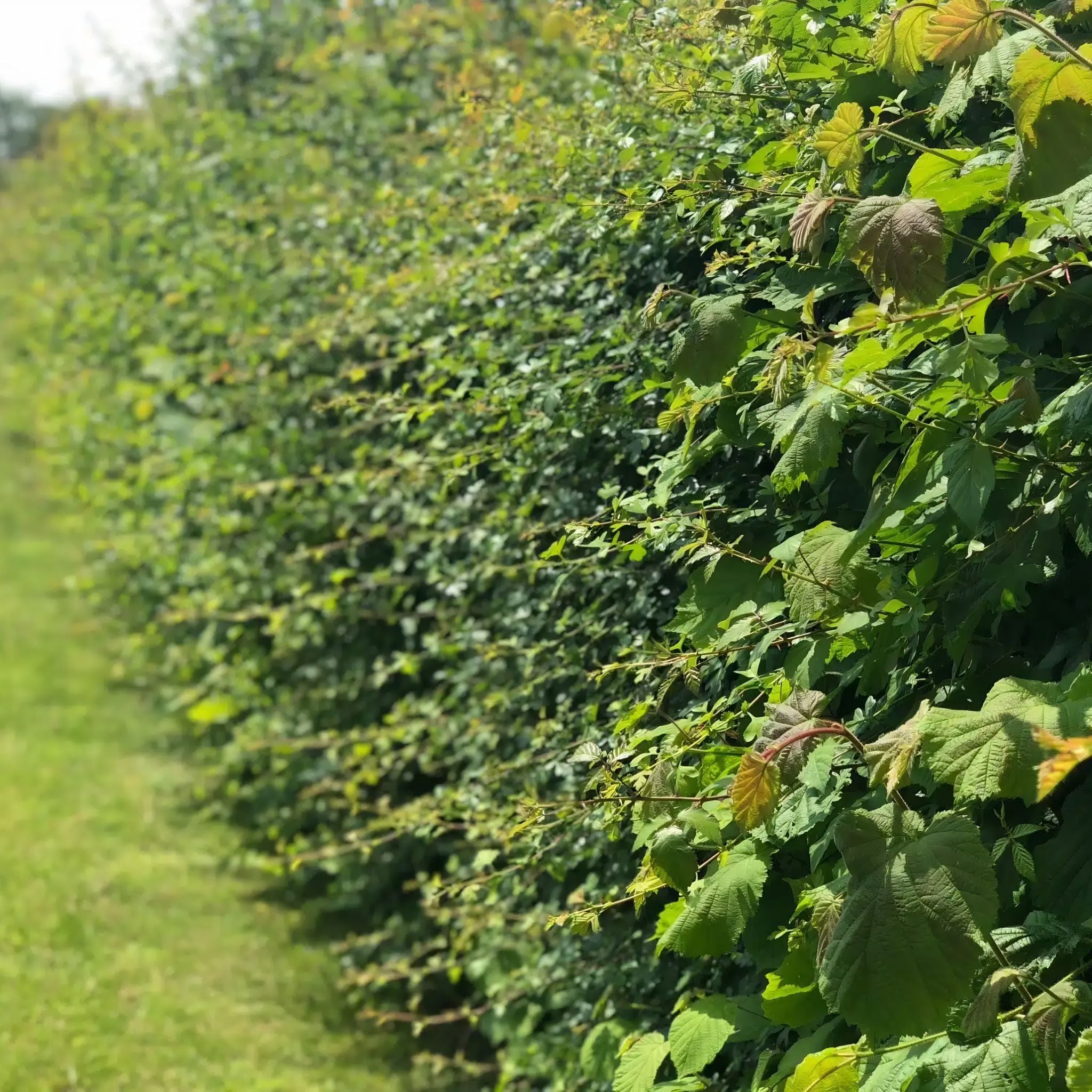 Mixed native hedge plants bare root value mix 40 metres wildlife-friendly dense barrier.