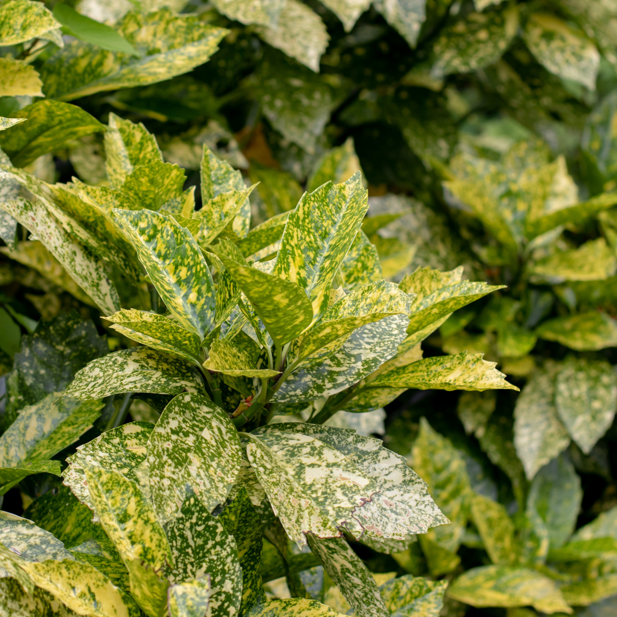 Aucuba japonica 'Variegata' (Spotted Laurel) 40/50cm 3L pot grown evergreen plant.