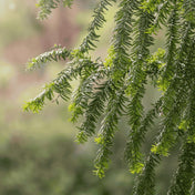 Taxus baccata (English yew) 120/150cm pot grown hedge plant.