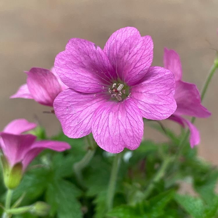 Geranium x oxonianum 'Wargrave Pink' pot grown hardy perennial.