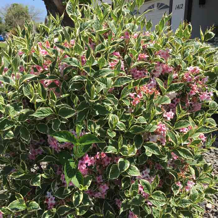Weigela florida 'Variegata' pot grown compact shrub.