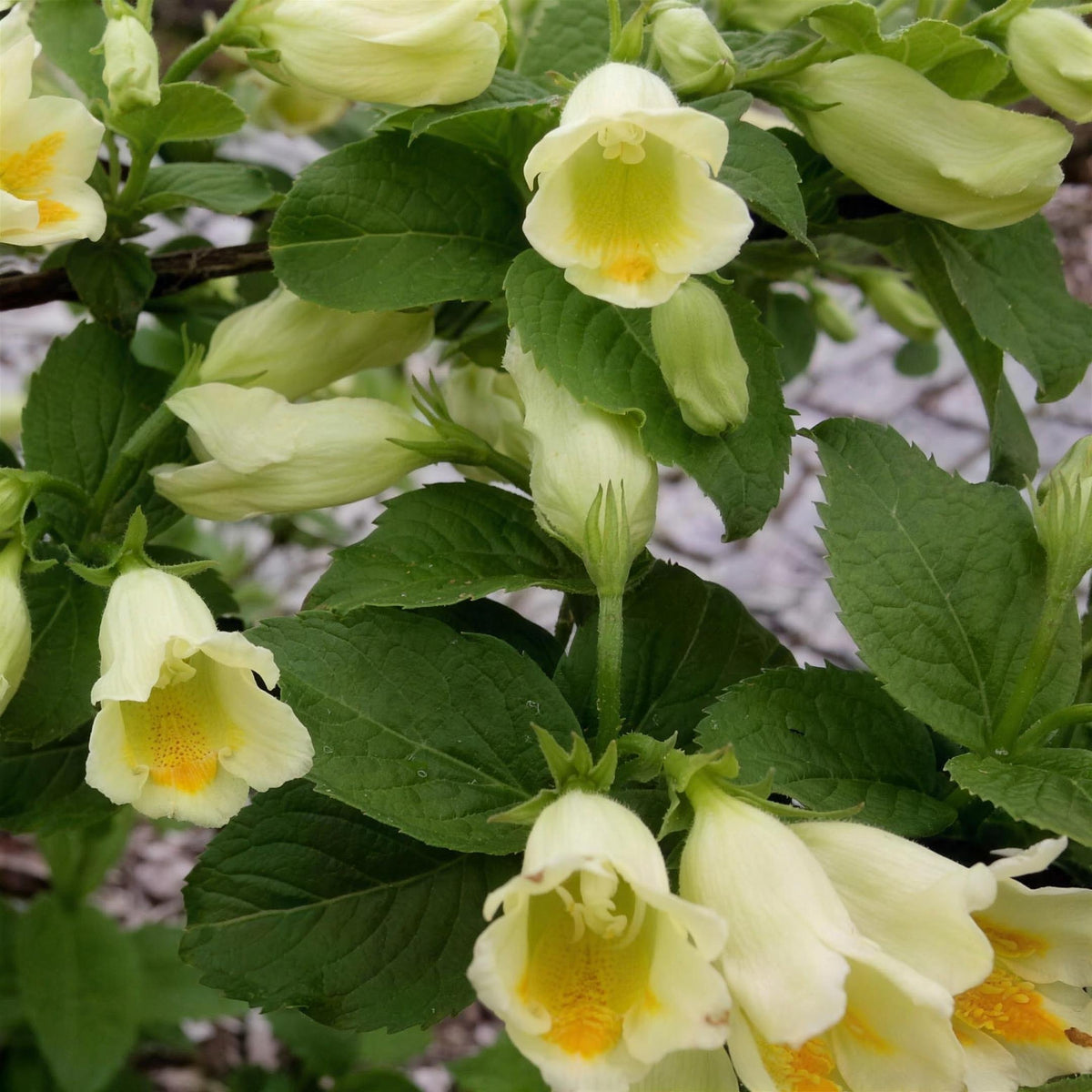 Weigela middendorffiana 2L pot shrub.