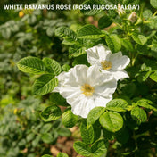 Rosa rugosa 'Alba' (White Ramanus Rose) pot grown hedge plant.