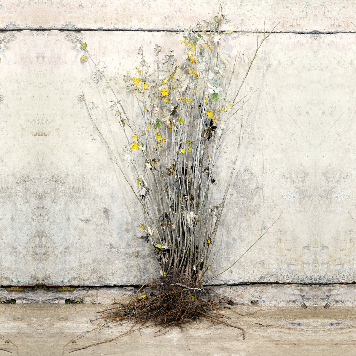 White Poplar 40-60cm bare root